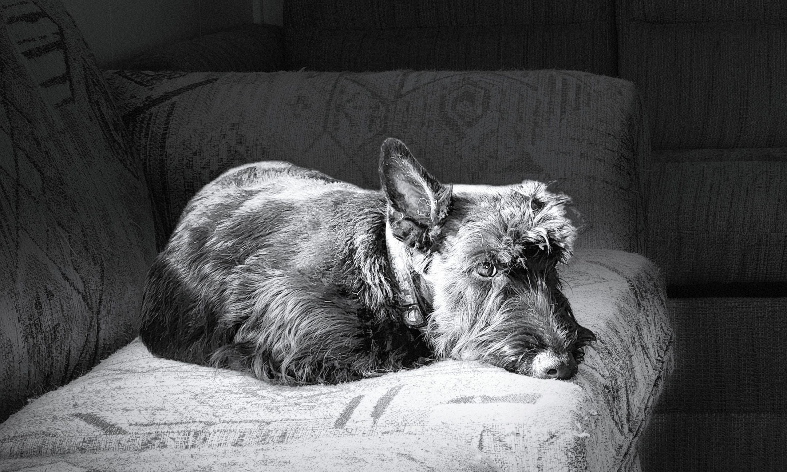 About Scottish Terriers – HEATHERBEE® KENNELS