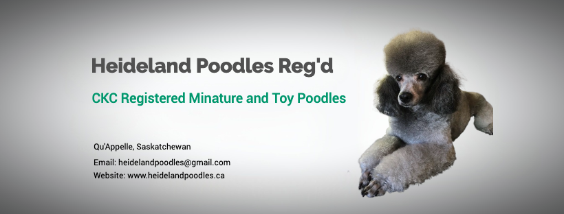 Heideland Toy and Miniature Poodles