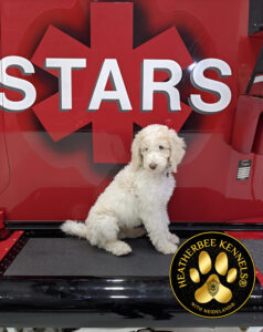 STARS therapy dog
